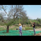 Mandeln werden vom Baum geschlagen